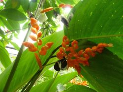 butterfly and flower reserva mundo verde