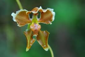 cloud forest orchid 1