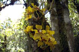 cloud forest orchid 2