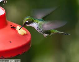 hummingbird 2